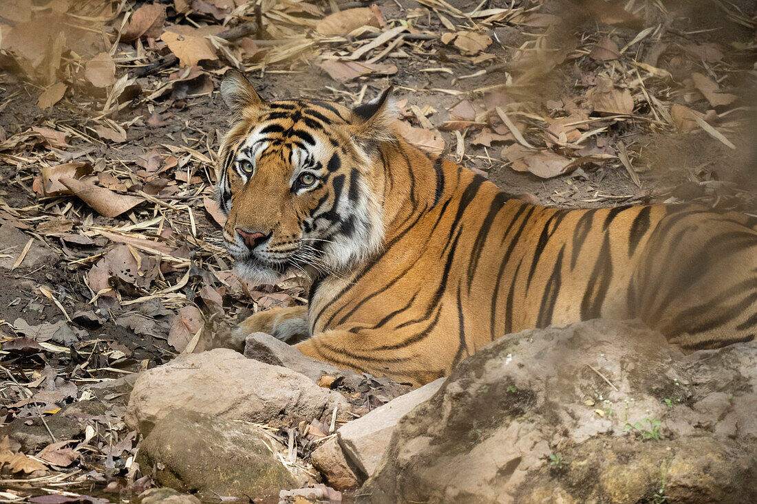 Bengalischer Tiger (Panthera Tigris), Bandhavgarh National Park, Indien.