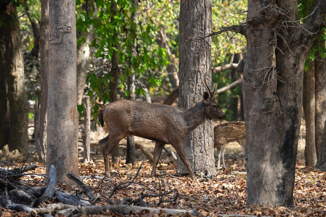 Bandhavgarh National Park,India.