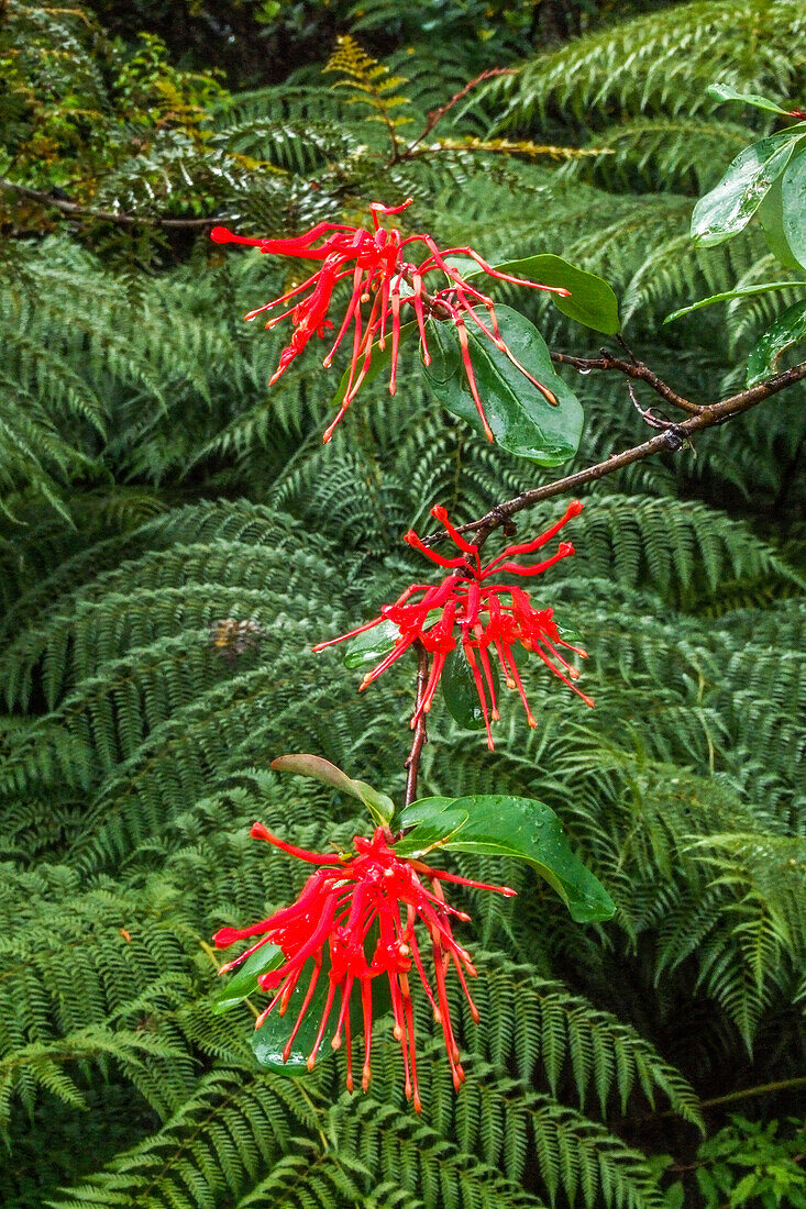 Blüten des chilenischen Feigenbaums, Embothrium coccineum, im feucht-gemäßigten Wald der Quitralco-Mündung in Chile.