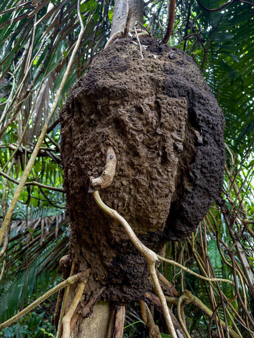 Termitarium oder Nest von Nozzle-headed oder Conehead Termites, Gattung Nasutitermes, im Regenwald von Belize im Nohoch Che'en Caves Branch Archeological Reserve.