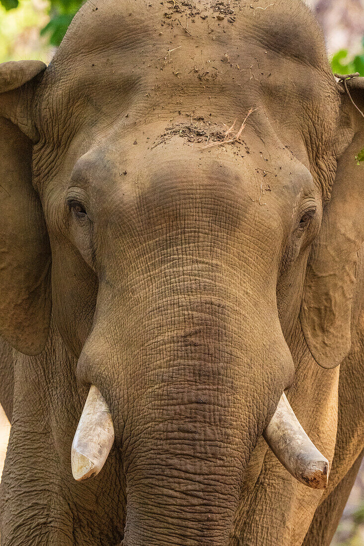 Indian Elephant (Elephas maximus),Bandhavgarh National Park,India.