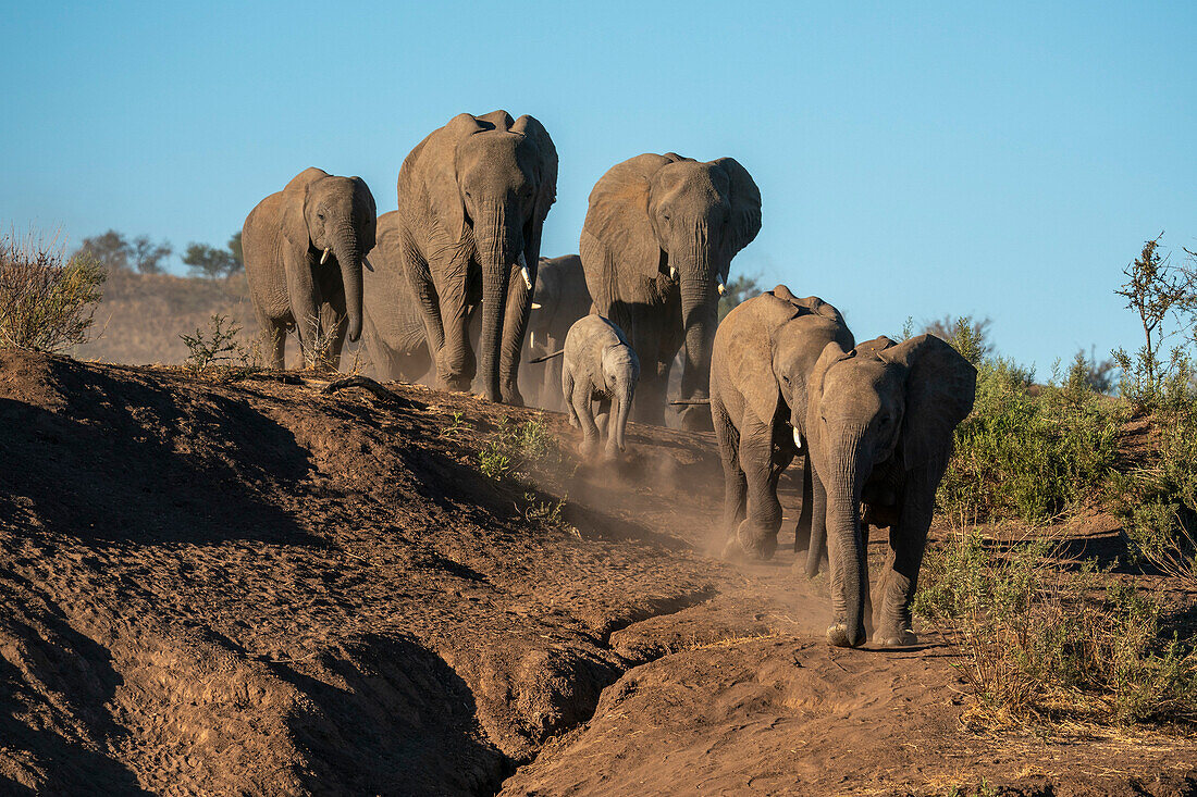 Afrikanischer Elefant (Loxodonta africana) beim Spazierengehen in einer Reihe, Mashatu Game Reserve, Botswana.
