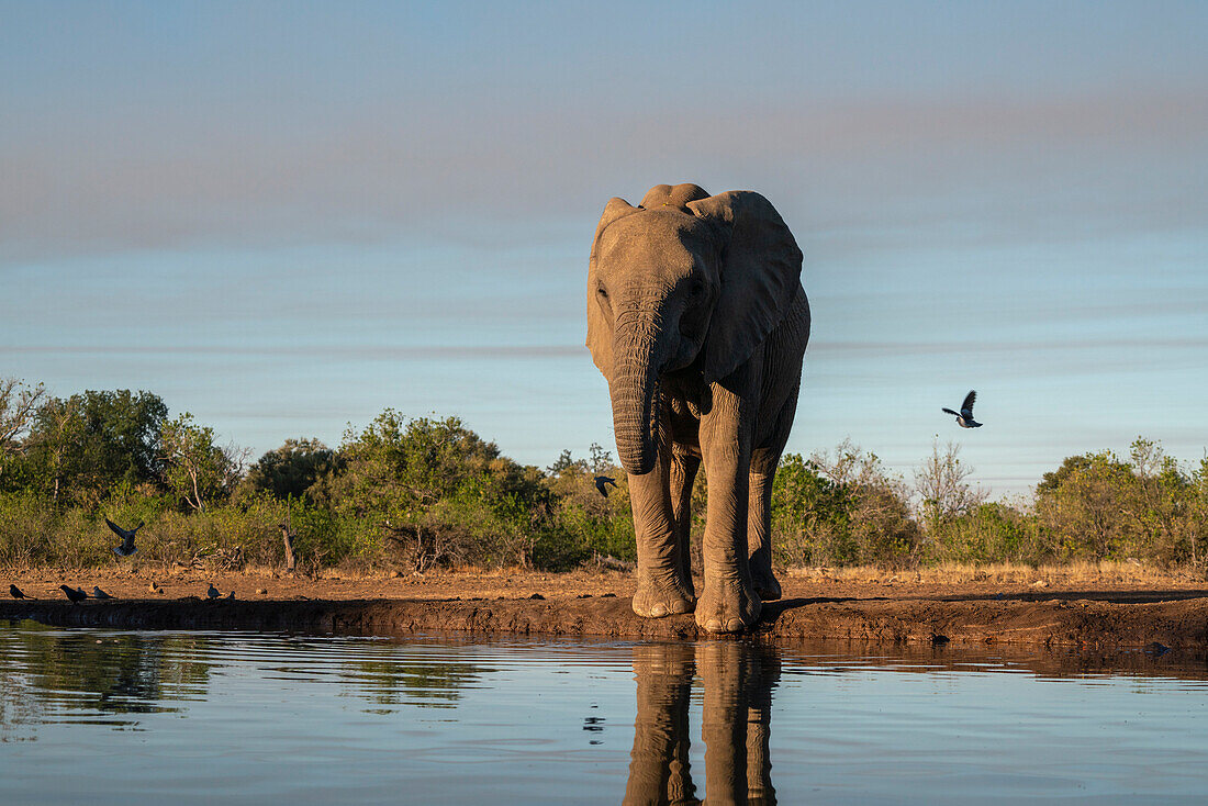 Afrikanischer Elefant (Loxodonta africana) am Wasserloch, Mashatu Game Reserve, Botswana.