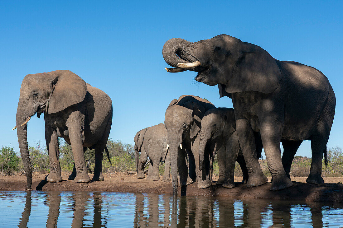 African elephants (Loxodonta africana) drinking at waterhole,Mashatu Game Reserve,Botswana.