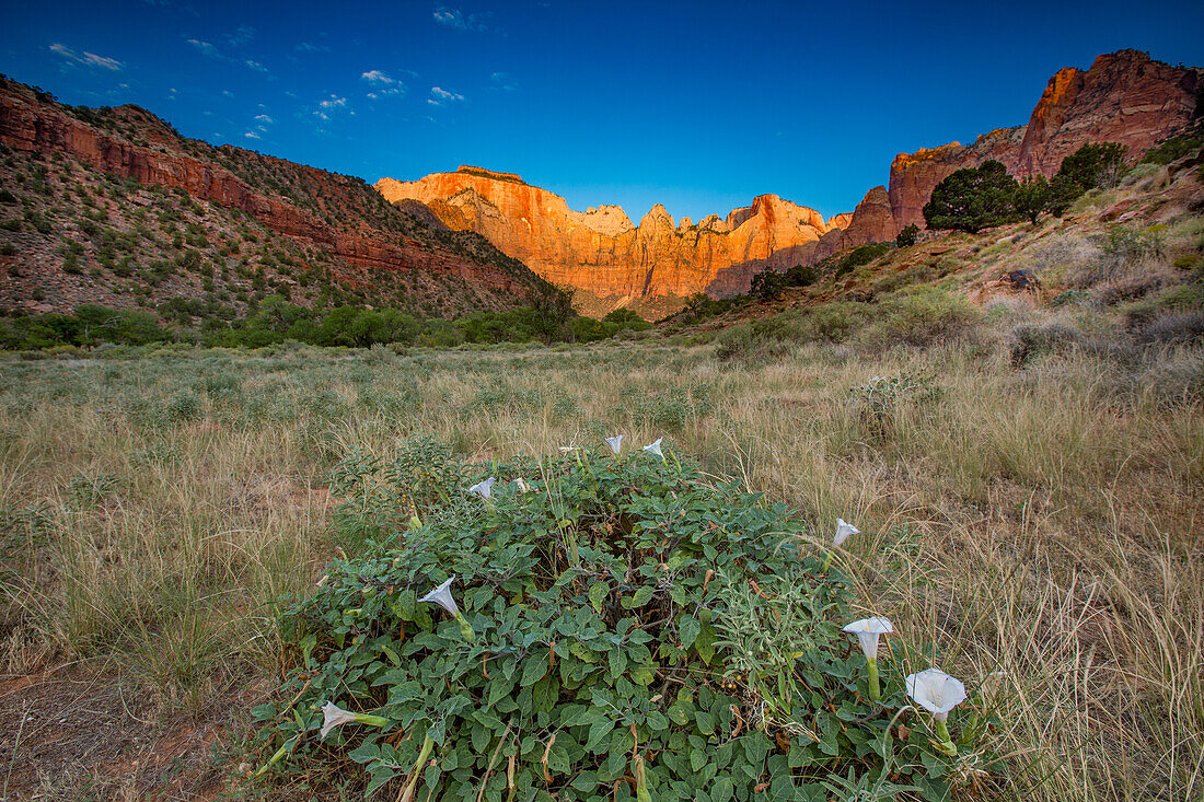 Heiliger Stechapfel (Sacred Datura) in voller Blüte und Sonnenaufgangslicht auf den Türmen der Jungfrau im Zion-Nationalpark im Südwesten Utahs. L-R: der Westtempel, die Sonnenuhr, der Hexenkopf und der Opferaltar.