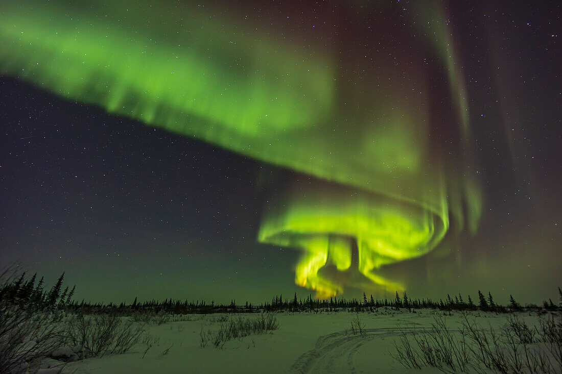 A display of aurora borealis in a curving arc of parallel curtains and swirls in the northeastern sky on a Kp5 night,February 22,2023. The curtains display a yellowing tint toward the horizon. This was from the snowmobile trail down to the frozen ponds on the north side of the Churchill Northern Studies Centre in Churchill,Manitoba.
