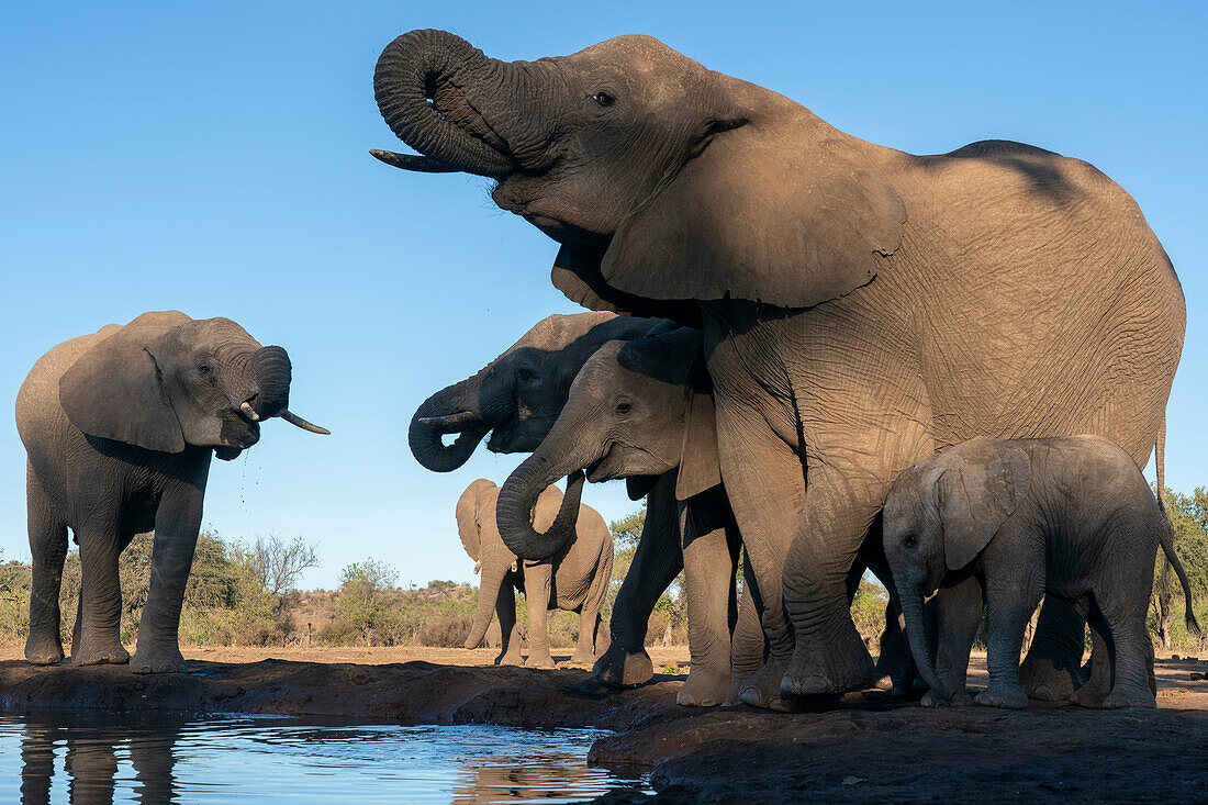 African elephants (Loxodonta africana) drinking at waterhole,Mashatu Game Reserve,Botswana.