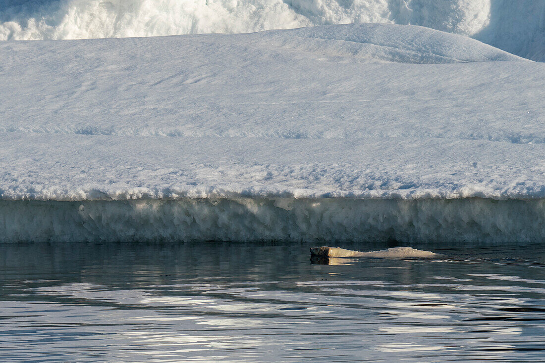Polar bear (Ursus maritimus) swimming,Wahlbergoya,Svalbard Islands,Norway.