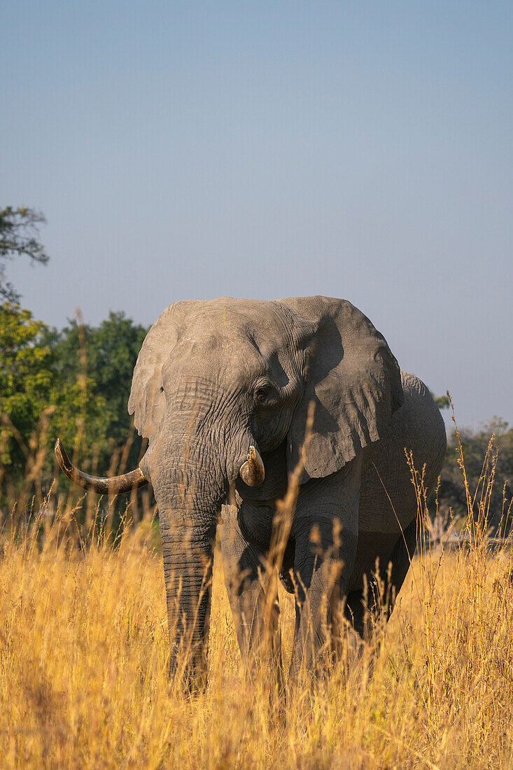 African elephant (Loxodonta africana),Okavango Delta,Botswana.