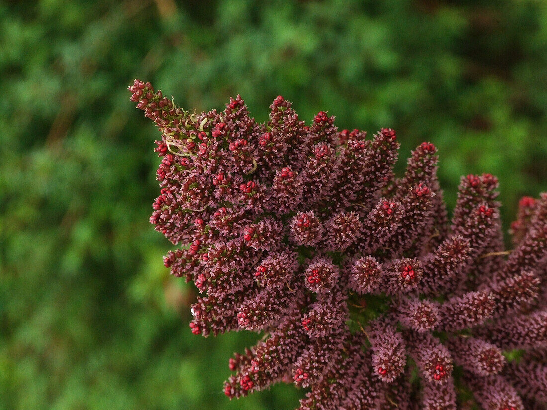 Blütenstand mit winzigen Blüten des chilenischen Rhabarbers, Gunnera tinctoria, und Farnen im Quitralco Esturary in Chile.