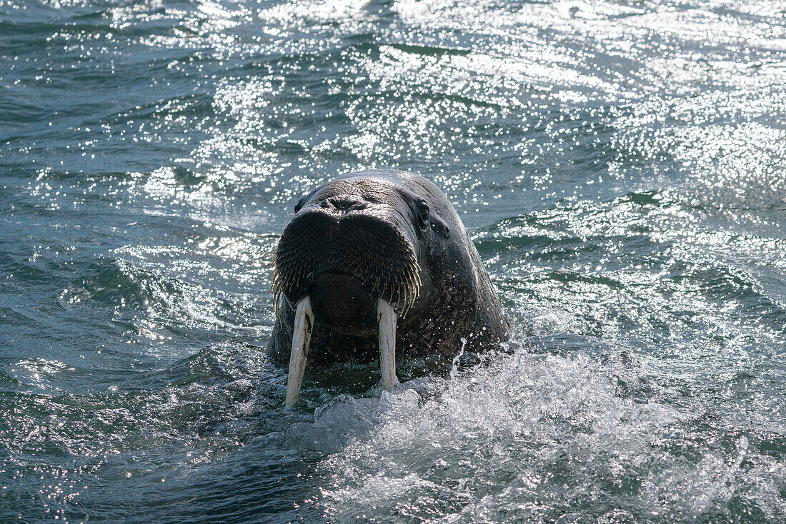 Walruses (Odobenus rosmarus),Edgeoya,Svalbard Islands,Norway.