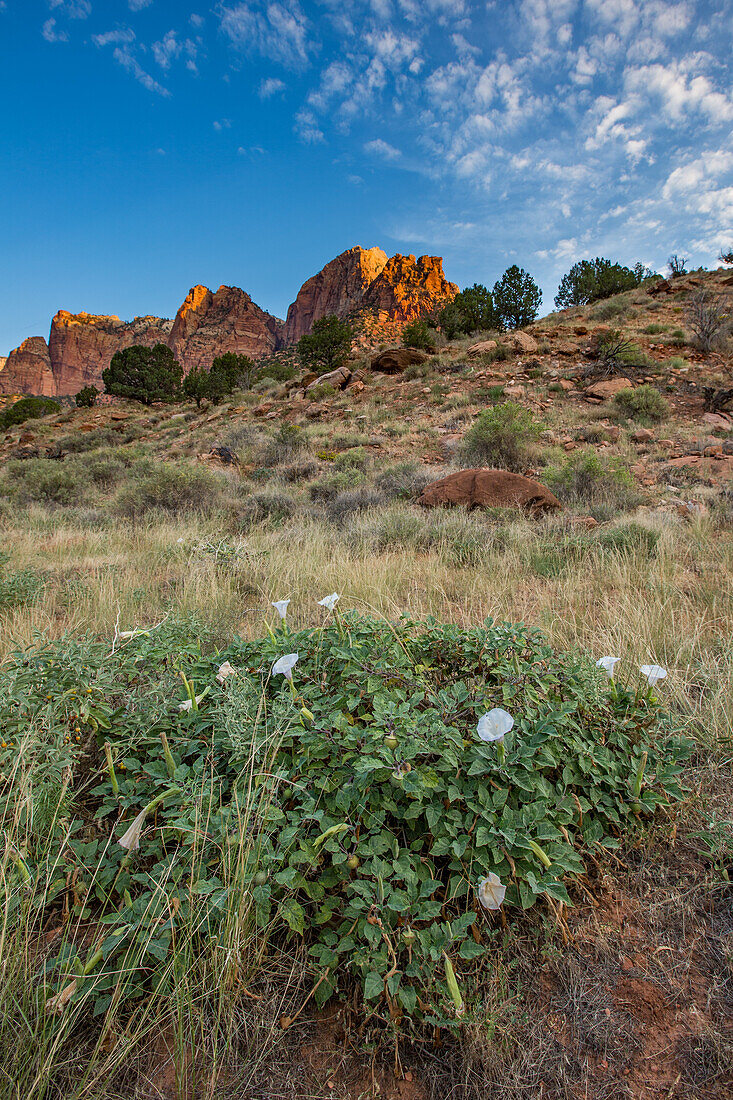 Sacred Datura in bloom and sunrise light in Zion National Park in southwest Utah.