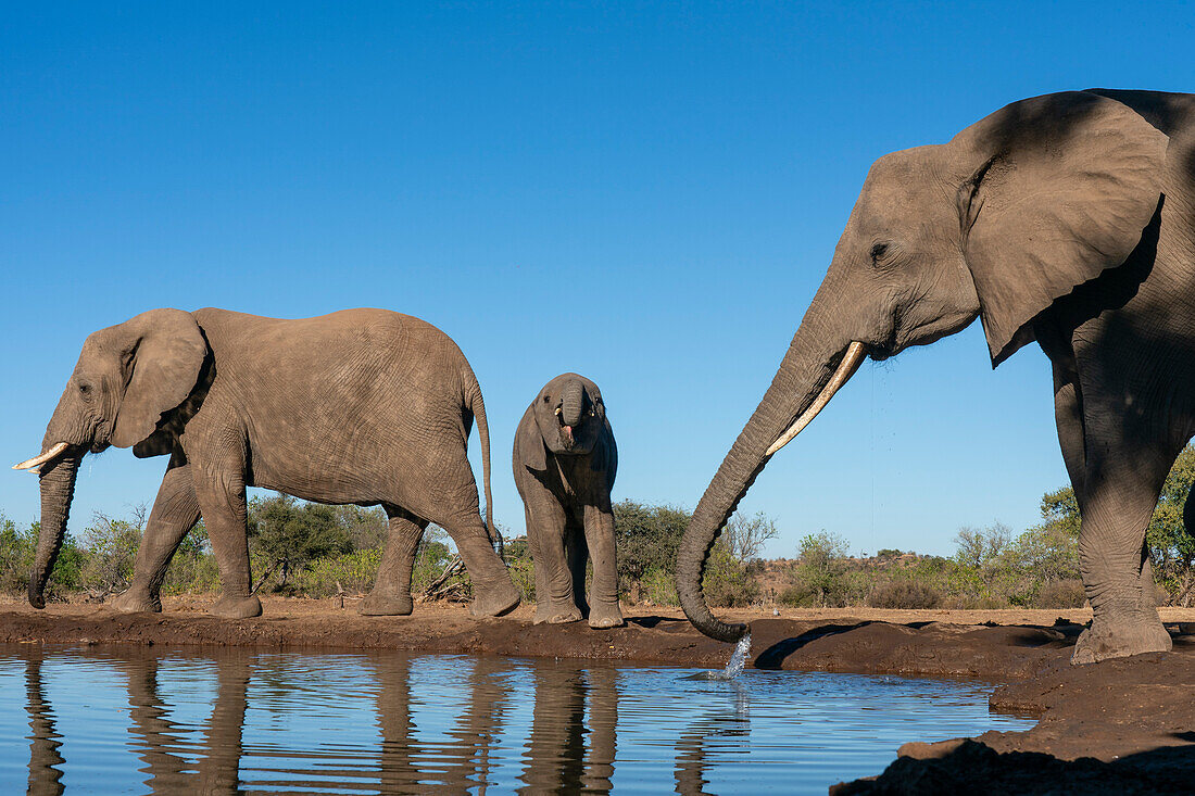 Afrikanische Elefanten (Loxodonta africana) beim Trinken am Wasserloch, Mashatu Game Reserve, Botswana.