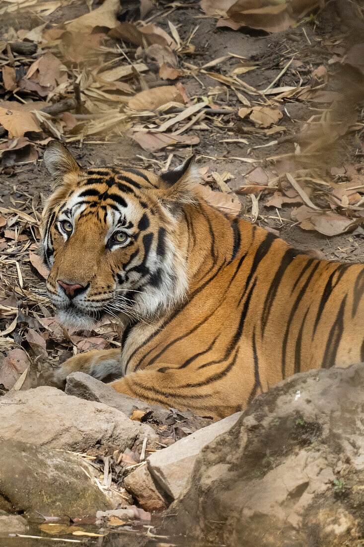 Bengal tiger (Panthera Tigris),Bandhavgarh National Park,India.