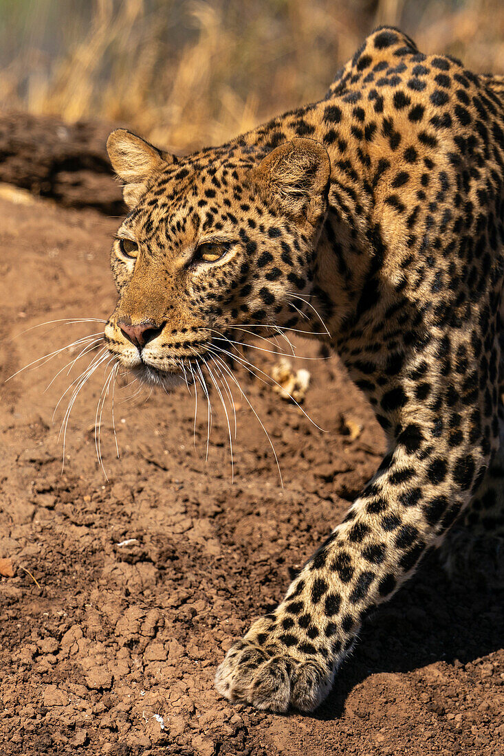 Leopard (Panthera pardus),Mashatu Game Reserve,Botswana.