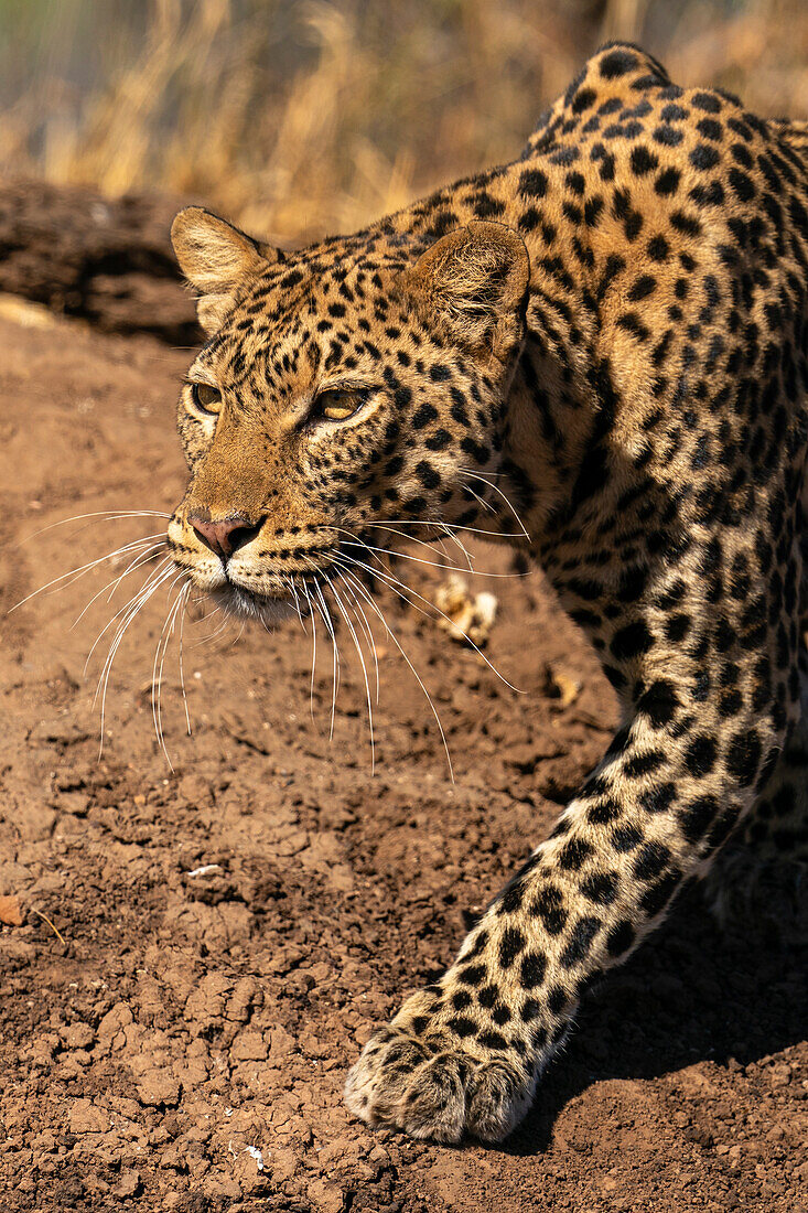 Leopard (Panthera pardus), Mashatu Wildreservat, Botsuana.