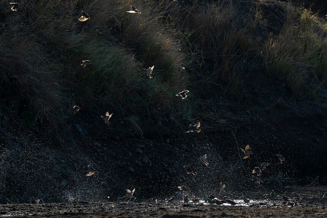 Red-billed Quelea (Quelea quelea),Mashatu Game Reserve,Botswana.