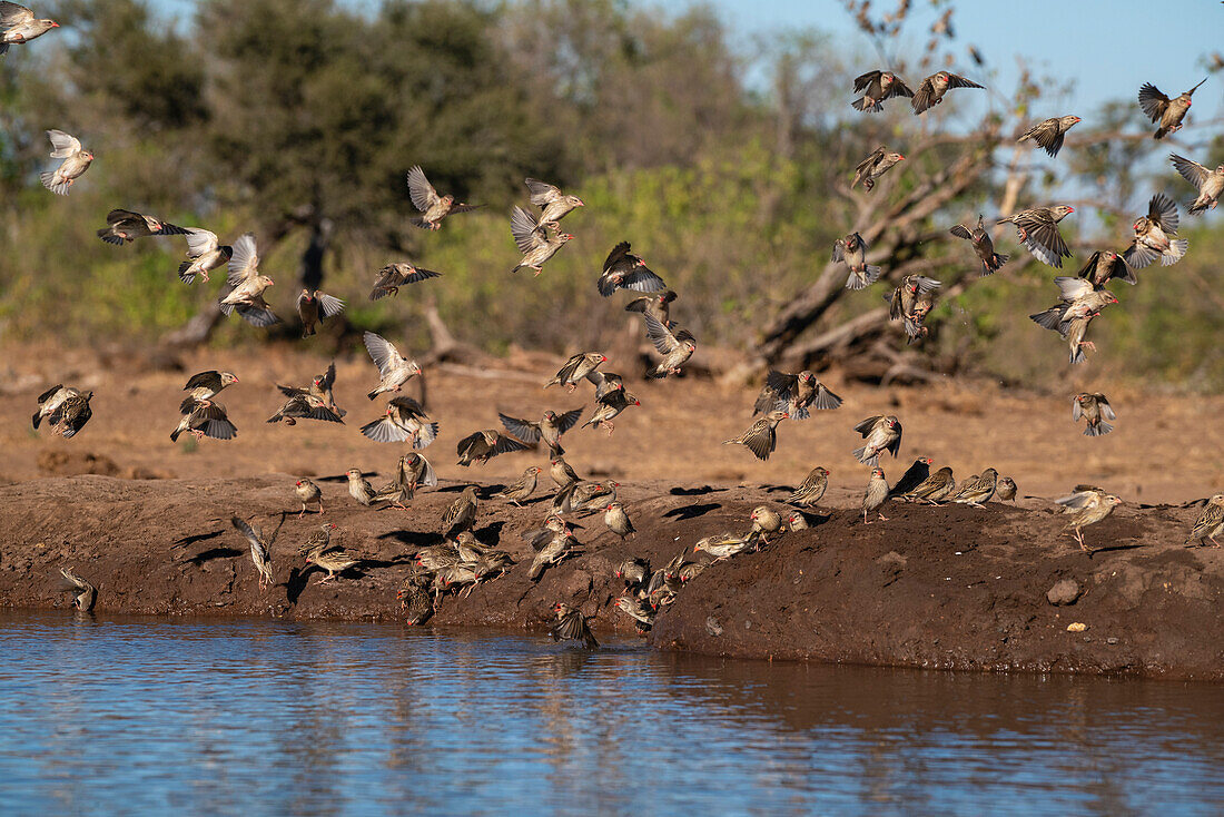 Red-billed Quelea (Quelea quelea),Mashatu Game Reserve,Botswana.