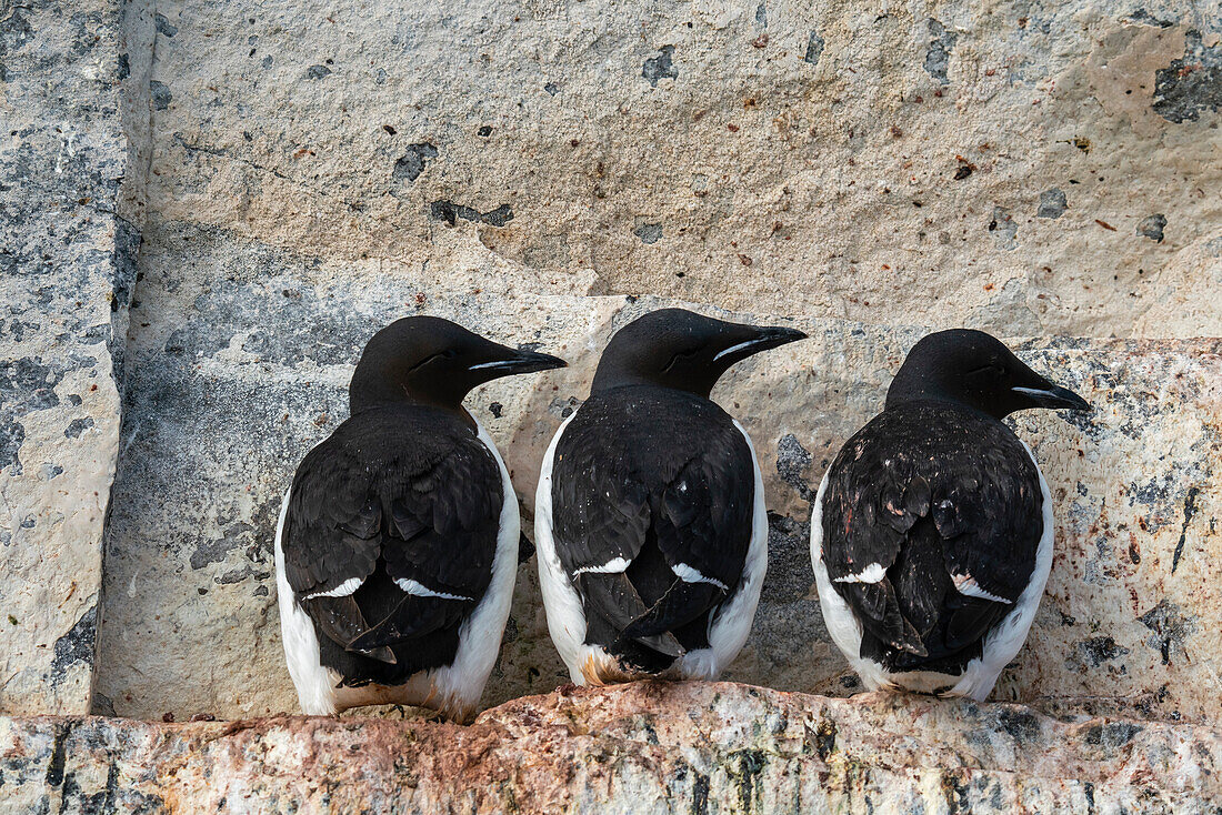 Bruennich's Guillemots (Uria lomvia),Alkefjellet,Spitzbergen,Svalbard Inseln,Norwegen.