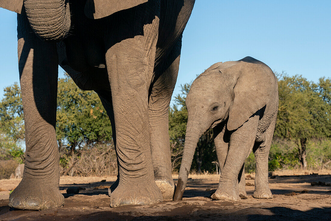 African elephant (Loxodonta africana) and calf at waterhole,Mashatu Game Reserve,Botswana.