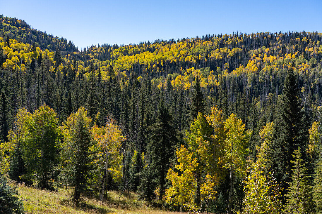 Aspenbäume in Herbstfarben gemischt mit Nadelbäumen auf dem Markagunt Plateau im Südwesten Utahs.