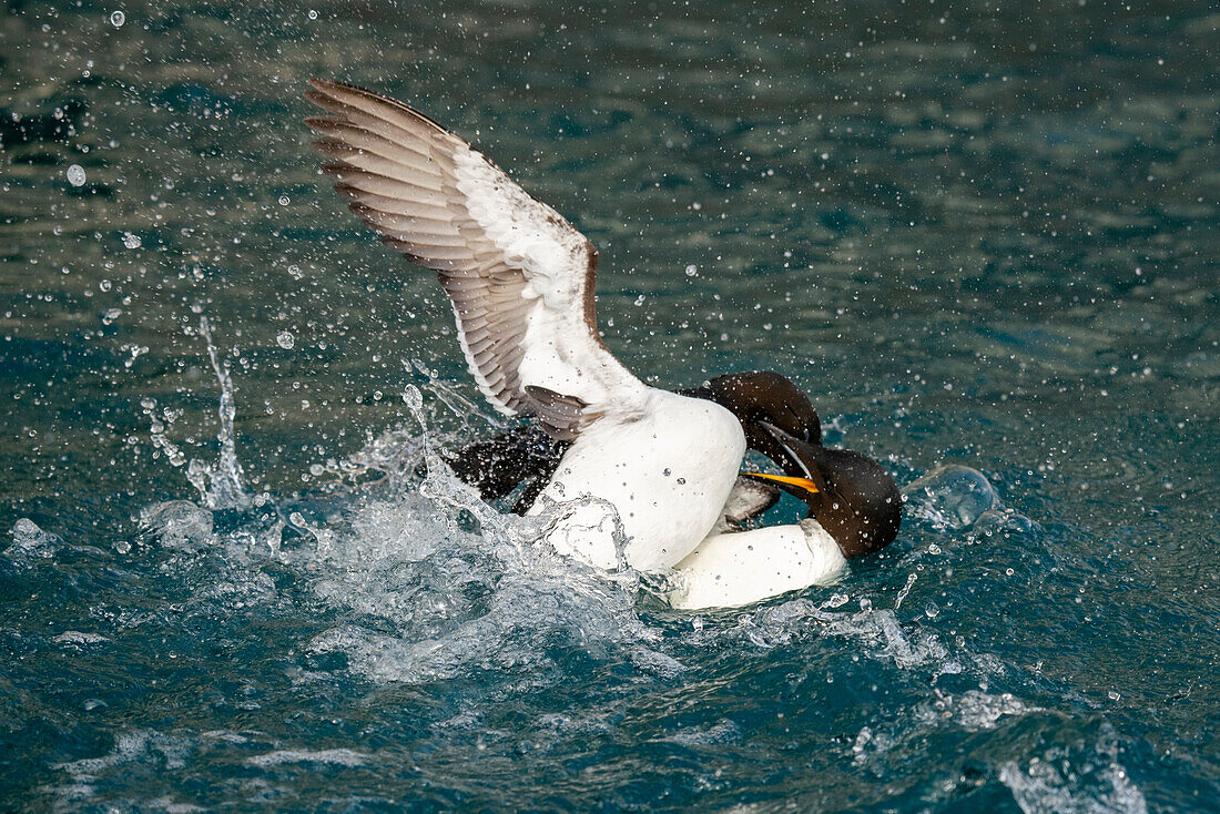 Bruennich's Guillemots (Uria lomvia),Alkefjellet,Spitsbergen,Svalbard Islands,Norway.