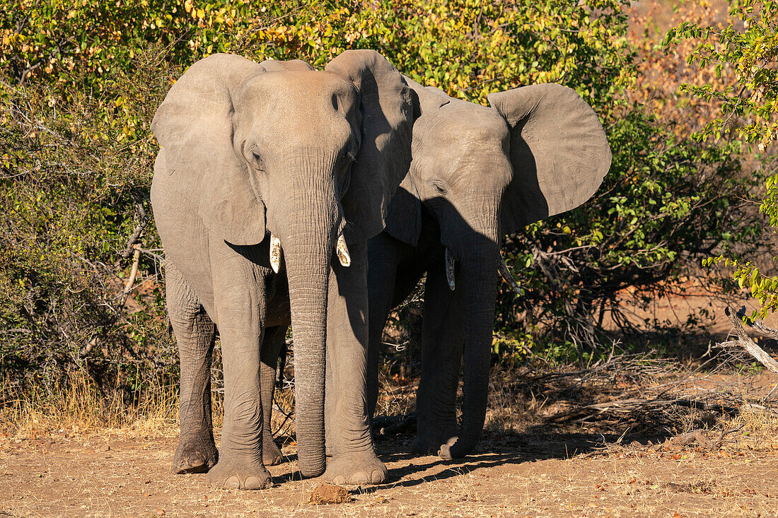 Afrikanische Elefantenkälber (Loxodonta africana), Mashatu Game Reserve, Botswana.