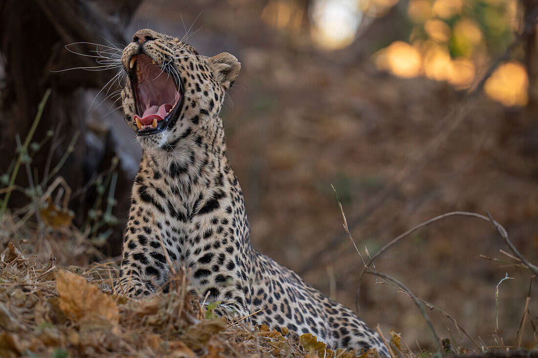 Leopard (Panthera pardus), Mashatu Game Reserve, Botswana.
