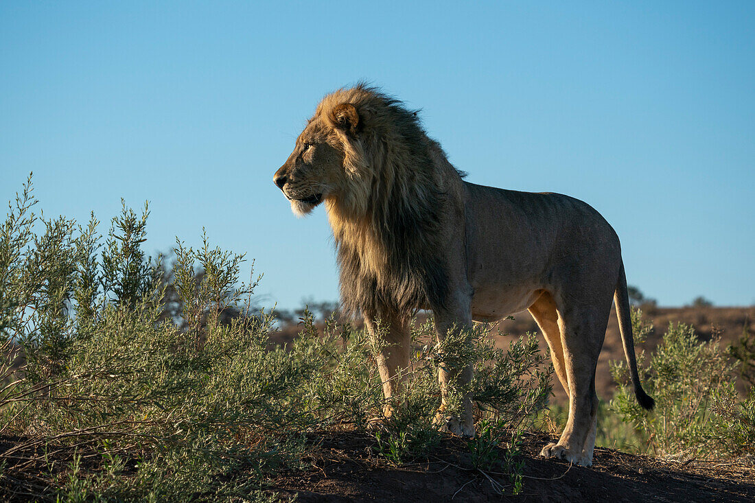 Male lion (Panthera leo),Mashatu Game Reserve,Botswana.