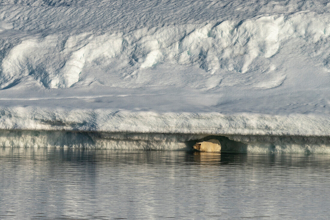 Eisbär (Ursus maritimus) auf der Jagd unter dem Schnee, Wahlbergoya, Svalbard Inseln, Norwegen.