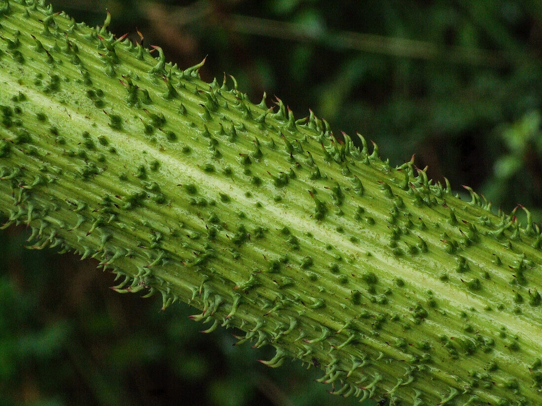 Der stachelige Stängel des chilenischen Rhabarbers, Gunnera tinctoria, und Farne in der Quitralco-Mündung in Chile.