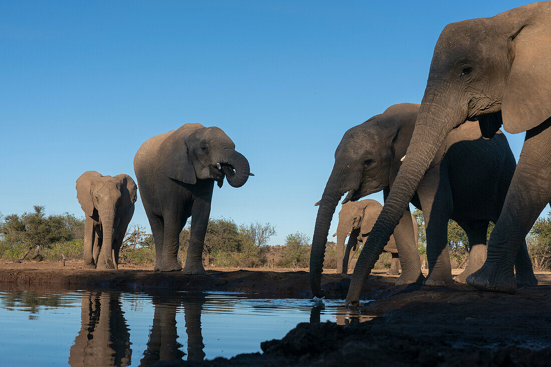 African elephants (Loxodonta africana) drinking at waterhole,Mashatu Game Reserve,Botswana.