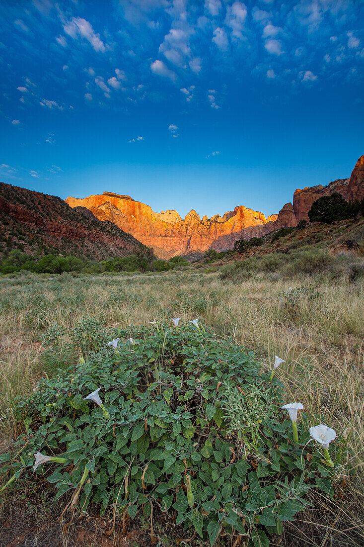 Heiliger Stechapfel (Sacred Datura) in voller Blüte und Sonnenaufgangslicht auf den Türmen der Jungfrau im Zion-Nationalpark im Südwesten Utahs. L-R: der Westtempel, die Sonnenuhr, der Hexenkopf und der Opferaltar.