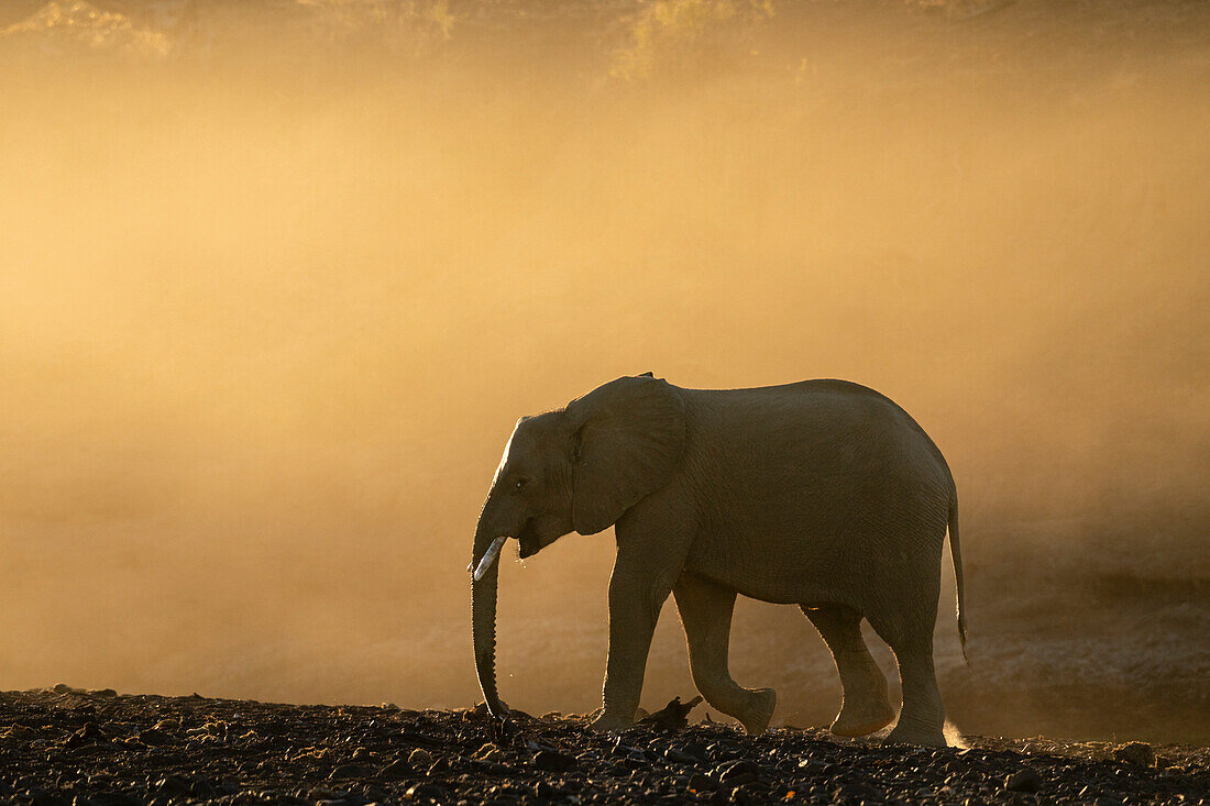 Afrikanischer Elefant (Loxodonta africana), Mashatu Game Reserve, Botswana.