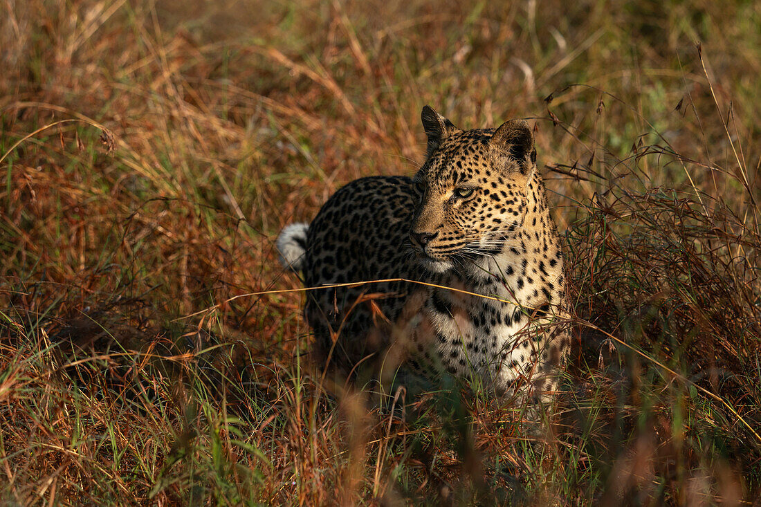 Leopard (Panthera pardus), Sabi Sands Game Reserve, Südafrika.