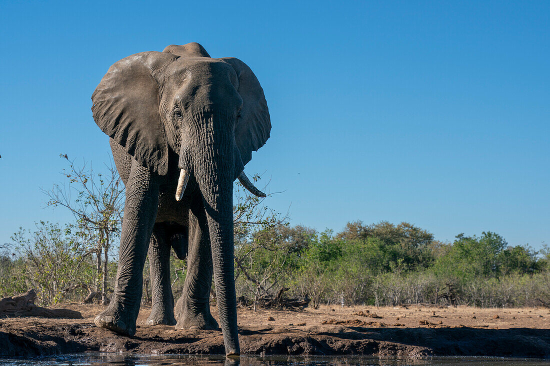 Afrikanischer Elefant (Loxodonta africana) am Wasserloch, Mashatu Game Reserve, Botsuana.