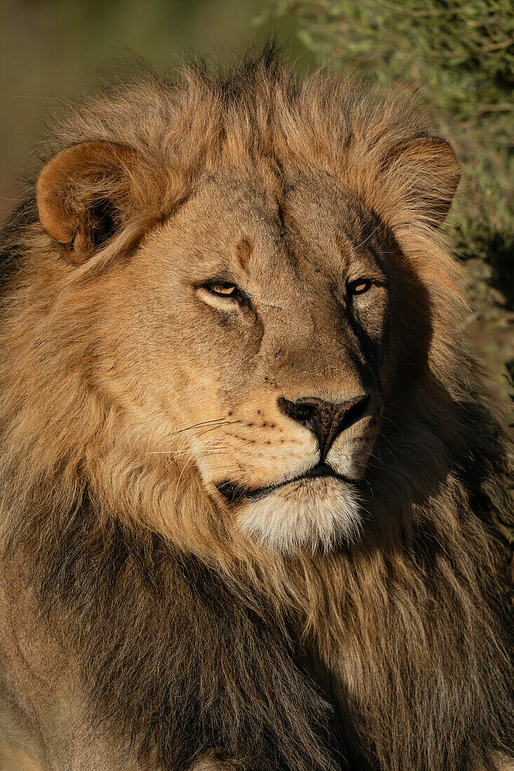 Männlicher Löwe (Panthera leo), Mashatu Game Reserve, Botswana.