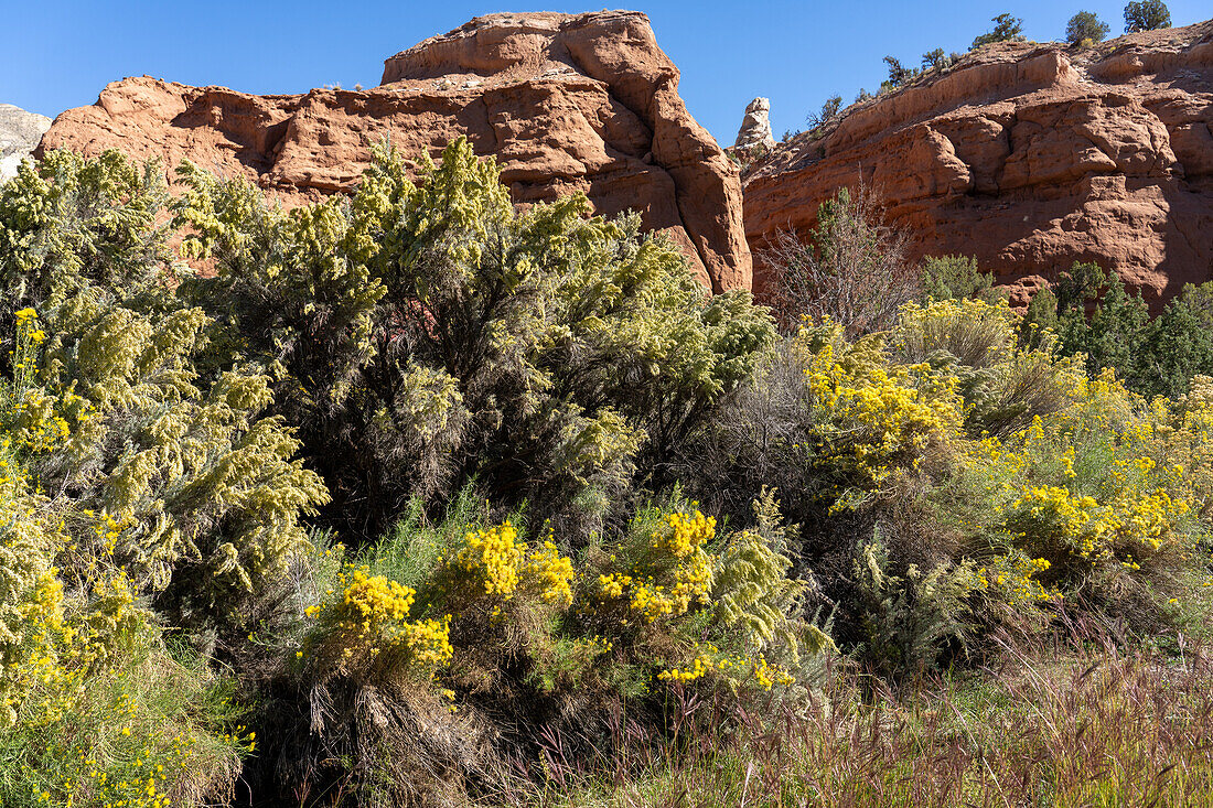 Big Sage und Rabbitbrush blühen im Herbst im Kodachrome Basin State Park in Utah.