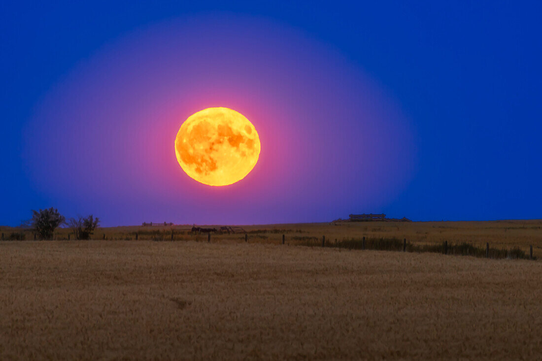 Der "Super Blue Moon" vom 30. August 2023, der in der Nacht des 30. August 2023 über einem noch nicht abgeernteten Weizenfeld in Süd-Alberta aufging. Dies war der zweite Vollmond des Monats (was ihn nach gängiger Definition zu einem "blauen Mond" macht), und es war der nächste Vollmond des Jahres 2023 (was ihn nach einer anderen gängigen Definition ebenfalls zu einem "Supermond" macht).