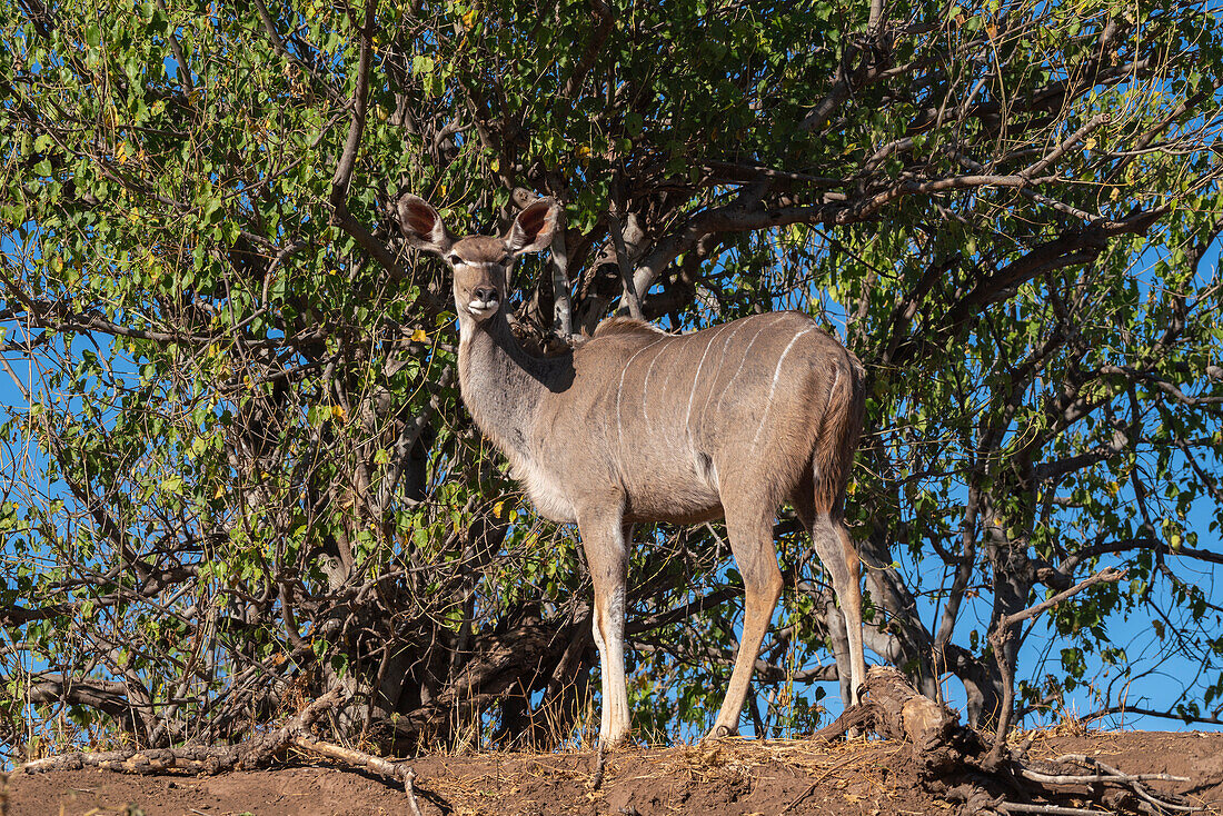 Großer Kudu weiblich (Tragelaphus strepsiceros), Mashatu Game Reserve, Botswana.