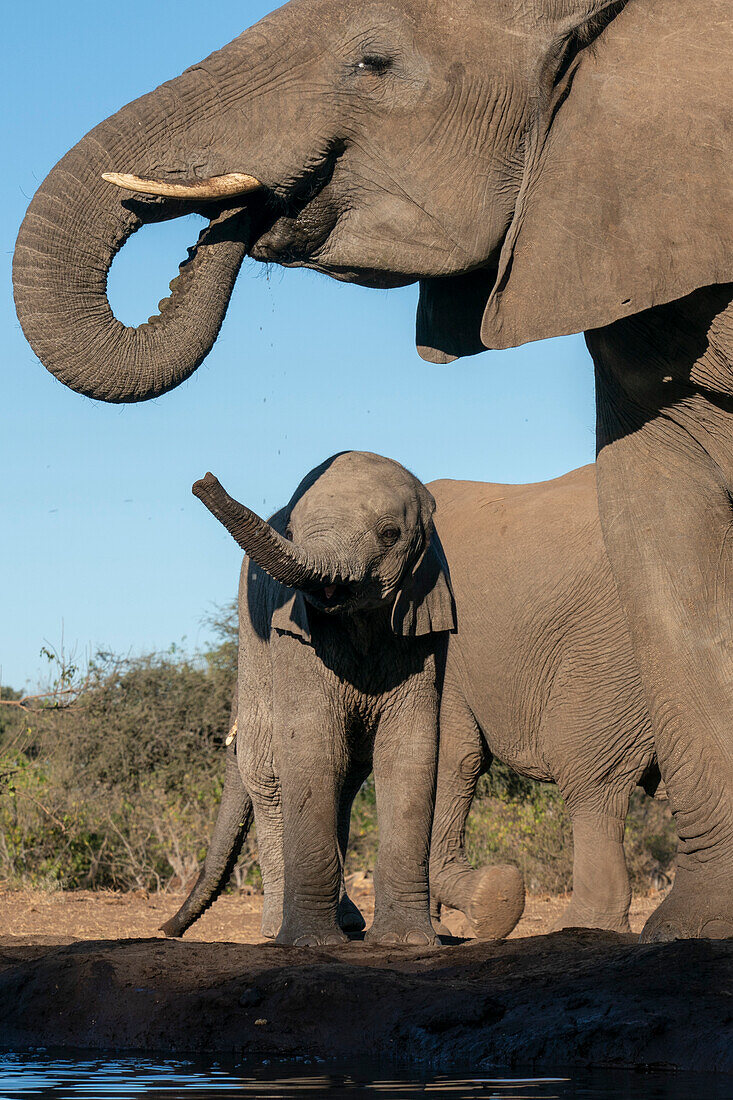 Afrikanischer Elefant (Loxodonta africana) und Kalb am Wasserloch, Mashatu Game Reserve, Botswana.