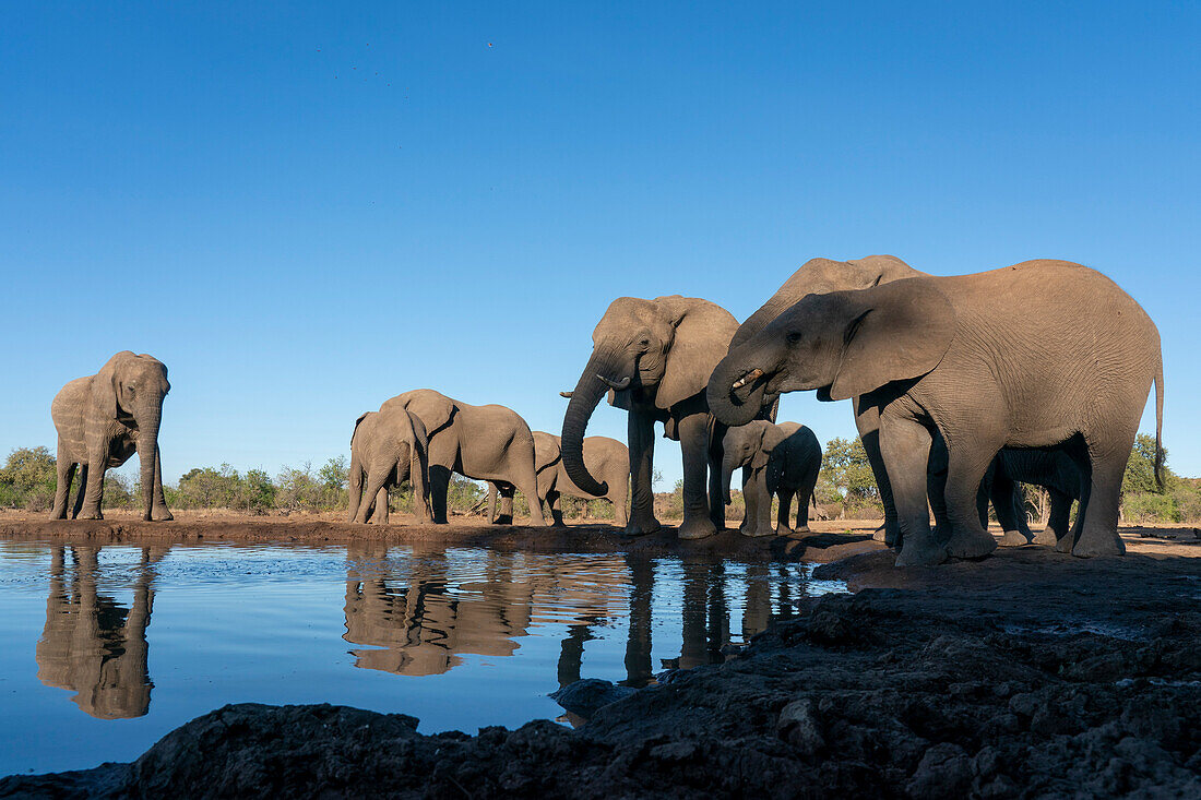 African elephants (Loxodonta africana) drinking at waterhole,Mashatu Game Reserve,Botswana.