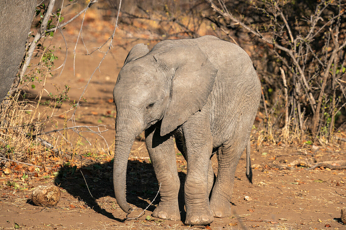 Afrikanischer Elefant (Loxodonta africana), Mashatu Game Reserve, Botswana.