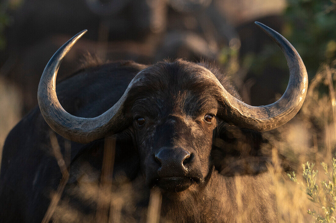 Afrikanischer Büffel (Syncerus caffer), Okavango Delta, Botswana.