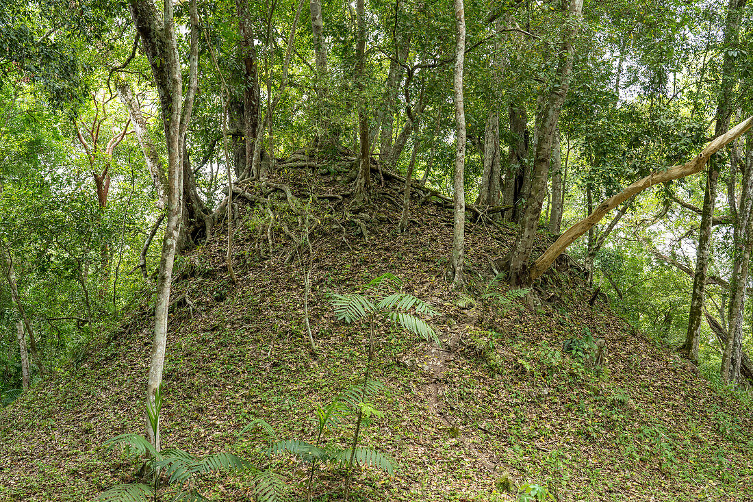 Trees grow on the unexcavated ruin mounds in the Mayan ruins in Yaxha-Nakun-Naranjo National Park,Guatemala.