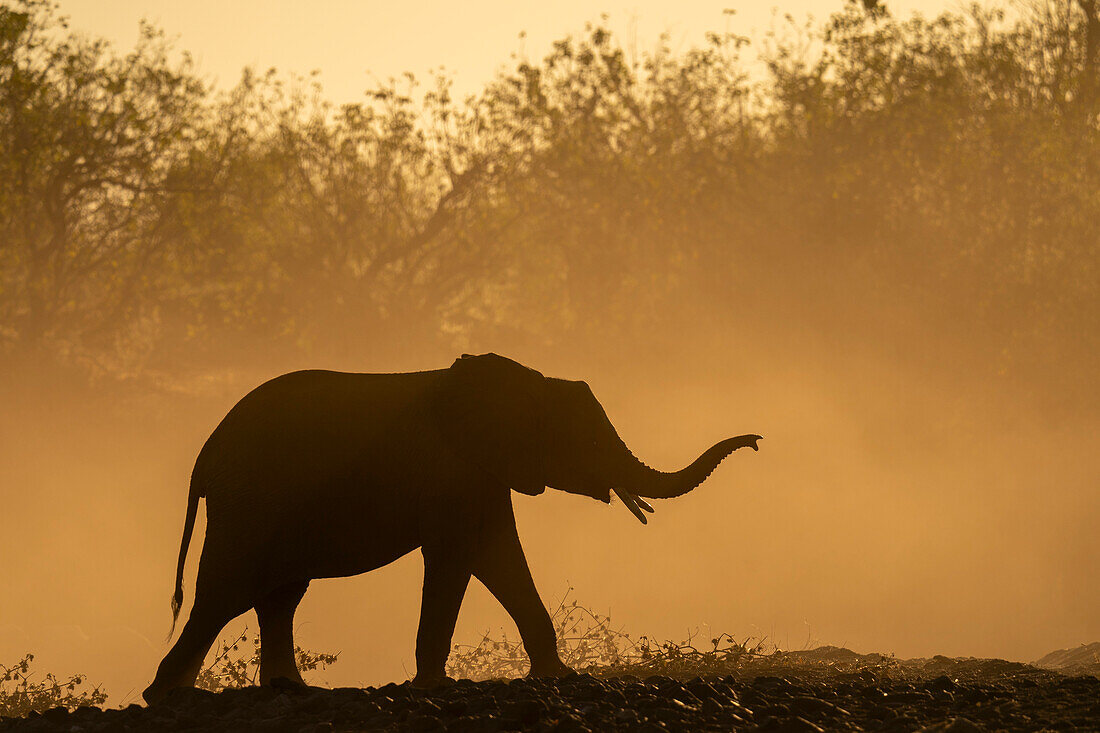 Afrikanischer Elefant (Loxodonta africana), Mashatu-Wildreservat, Botsuana.