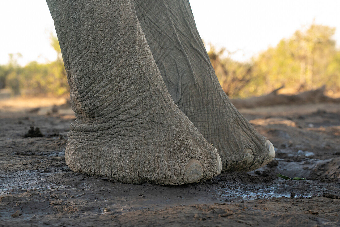 Füße des Afrikanischen Elefanten (Loxodonta africana), Mashatu Game Reserve, Botswana.