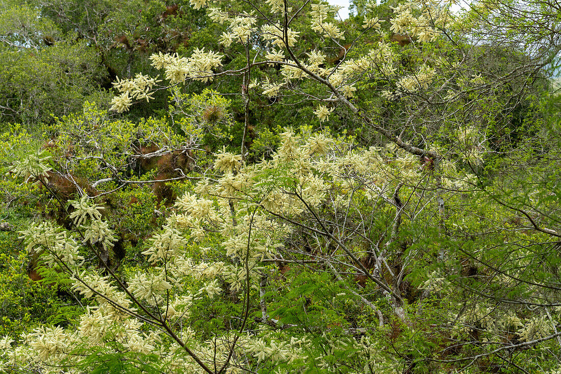 An Acacia tree,Genus Mariosousa,in flower in the Yaxha-Nakun-Naranjo National Park,Peten,Guatemala.
