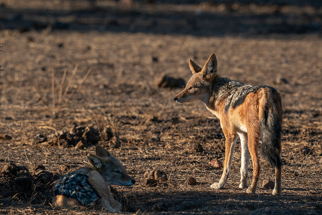 Mashatu Game Reserve,Botswana.