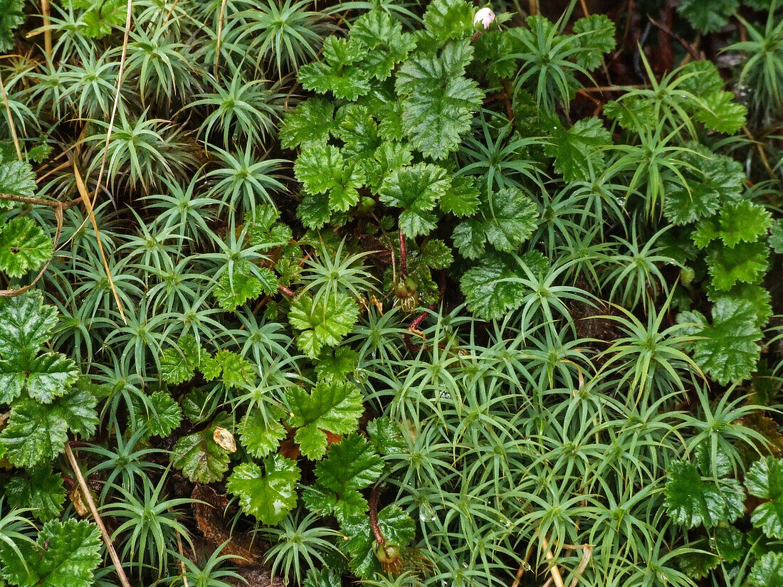 Vegetation growing on the floor of the humid temperate forest of the Quitralco Estuary of Chile.